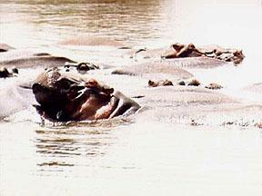 Hippos in Lake Manyara