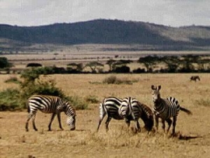 Zebras, Serengeti National Park