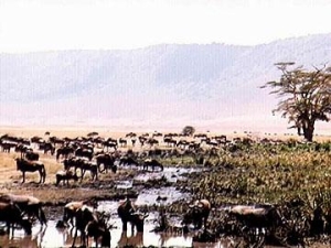 Cape Buffalo and Wildebeest in Ngorongoro