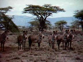 Zebras on alert