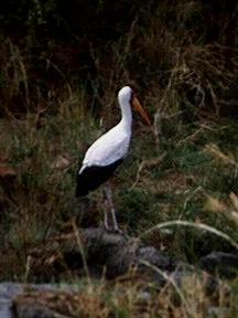 Yellow-billed Stork