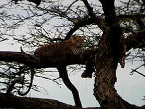 Leopard in tree with recent kill