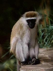 Black-faced Vervet Monkey