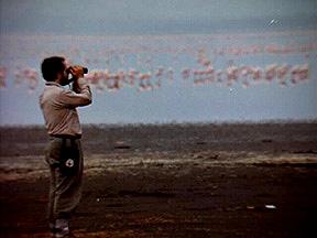 Watching Greater and Lesser Flamingos, Lake Nakuru