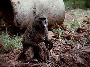 Olive Baboon with baby