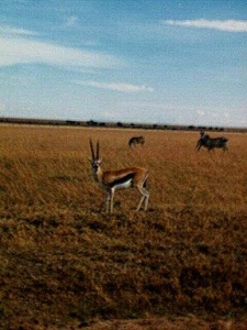 Thompson's Gazelle