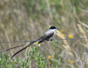 Fork-tailed Flycatcher