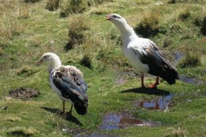 Andean Goose