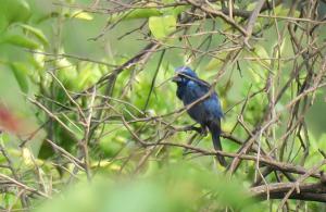 Ultramarine Grosbeak
