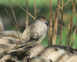 Bare-faced Ground-dove