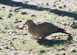 Black-winged Ground-dove