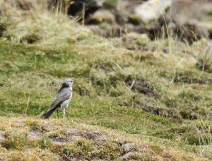 Cinereous Ground-tyrant