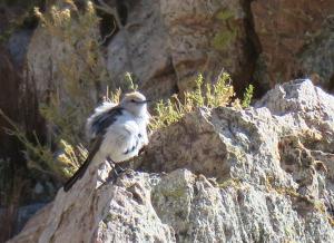 Rufous-naped Ground-tyrant