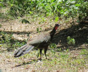 Dusky-legged Guan