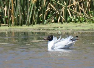 Andean Gull