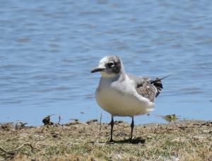 Franklin's Gull