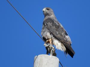 Variable Hawk (Puna subspecies)