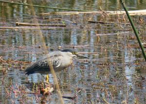 Striated Heron