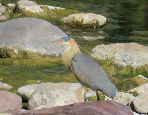 Whistling Heron