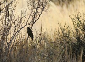 Wedge-tailed Hillstar