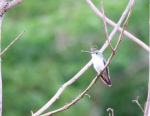 White-bellied Hummingbird
