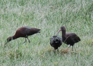White-faced Ibis