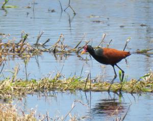 Wattled Jacana