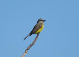 Tropical Kingbird