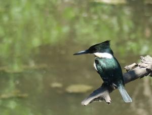 Green Kingfisher