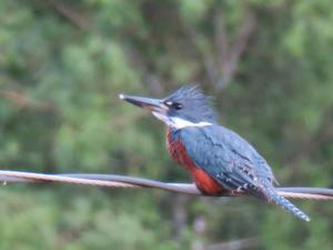 Ringed Kingfisher