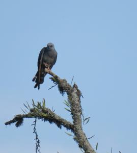 Plumbeous Kite