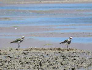 Andean Lapwing