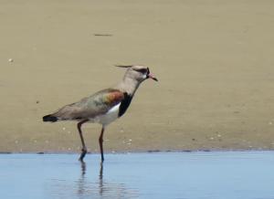 Southern Lapwing