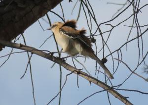 Brown-backed Mockingbird
