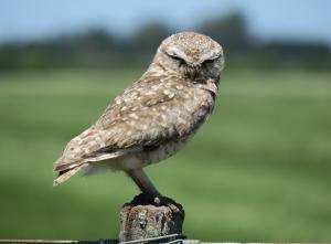 Burrowing Owl