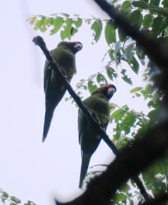 Mitered Parakeet