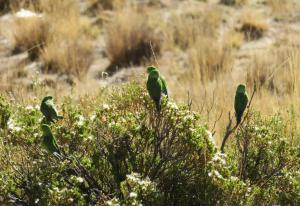 Mountain Parakeet