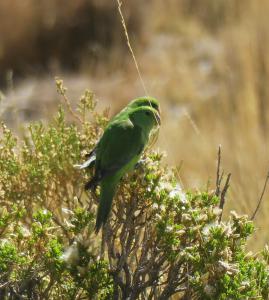 Mountain Parakeet