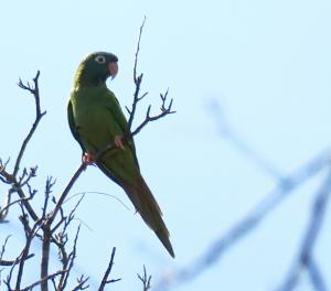 White-eyed Parakeet