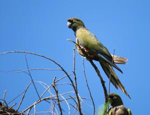 Burrowing Parrot