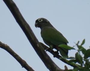 Scaly-headed Parrot