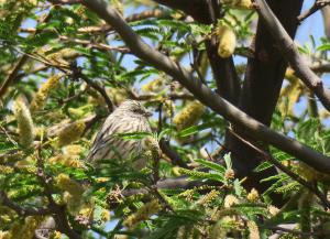 White-tipped Plantcutter (fem)