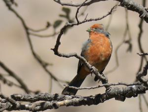 White-tipped Plantcutter (male)
