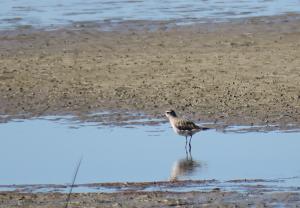 American Golden Plover