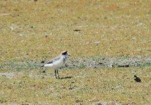 Puna Plover