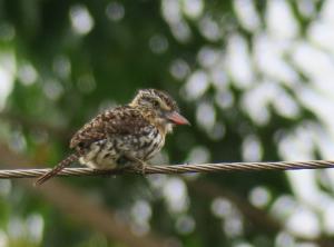 Spot-backed Puffbird
