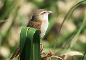 Curve-billed Reed-hunter