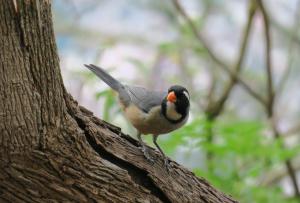 Golden-billed Saltator
