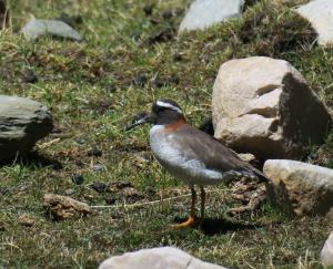 Diademed Sandpiper-plover