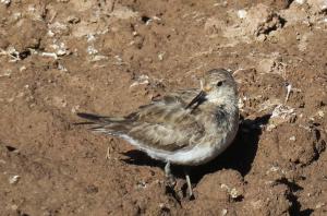 Baird's Sandpiper